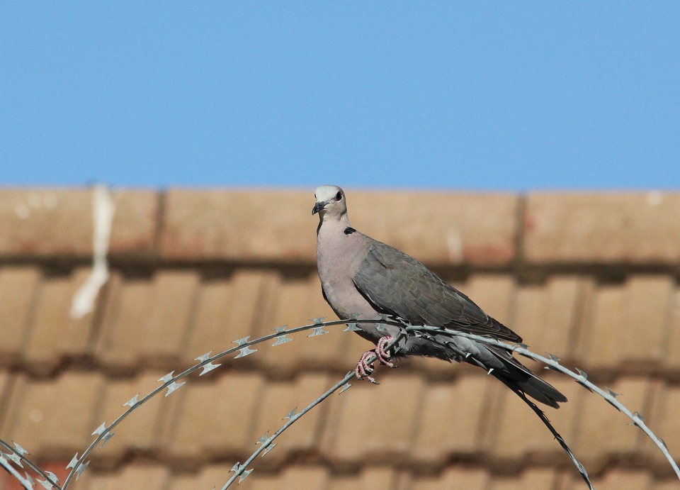 bird-watching