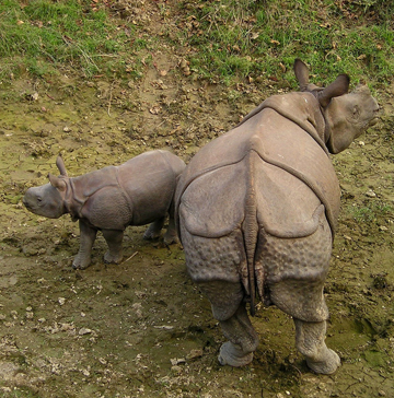 chitwan national park