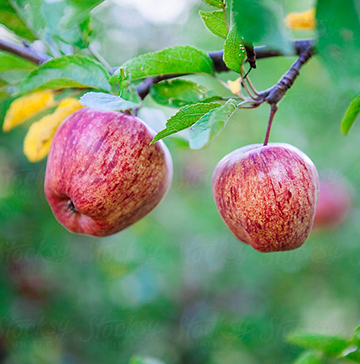 Apple-Tree