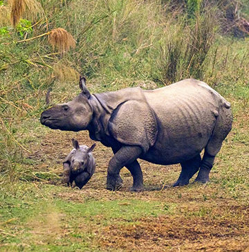 bardiya-national-park