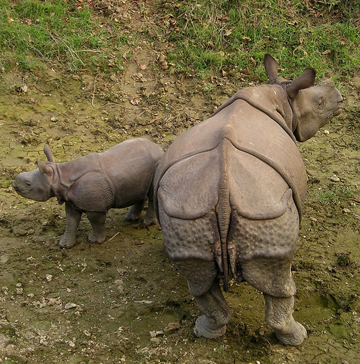 chitwan national park