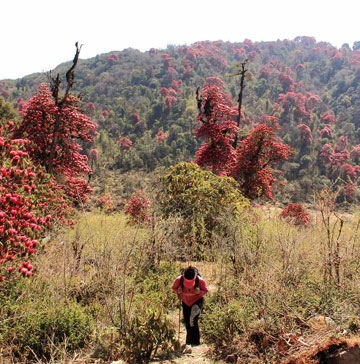 Sikkim barsey