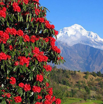 Rhododendron