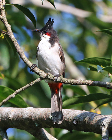 Bird on the branch of tree