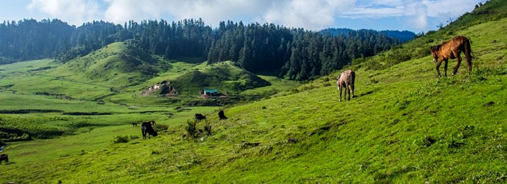 khaptad national part flora and fauna